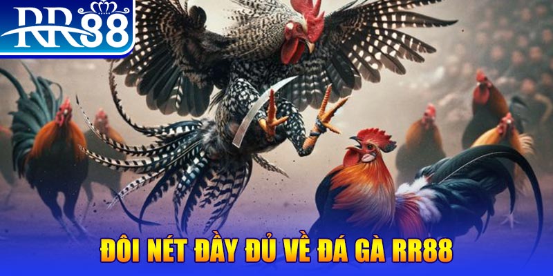 Đôi nét đầy đủ về đá gà RR88