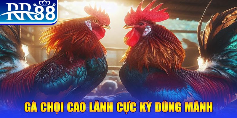 Gà chọi Cao Lãnh cực kỳ dũng mãnh