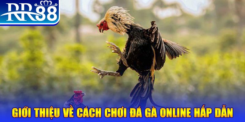 Giới thiệu về cách chơi đá gà online hấp dẫn