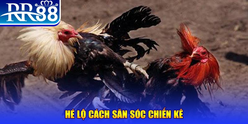 Hé lộ cách săn sóc chiến kê